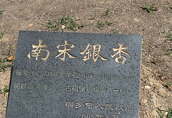 濮院时尚古镇第 516 张图片
