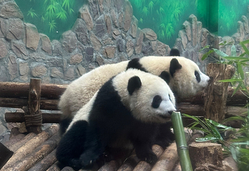 成都大熊猫繁育研究基地第 474 张图片