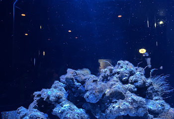 冲绳美丽海水族馆第 154 张图片