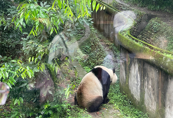 成都大熊猫繁育研究基地第 114 张图片