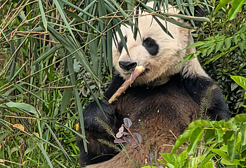成都大熊猫繁育研究基地第 179 张图片