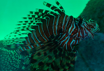 济州岛Aqua Planet水族馆第 105 张图片