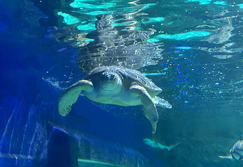 布莱顿海洋生物水族馆第 15 张图片