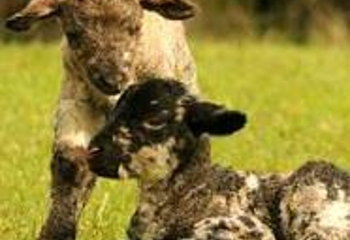 Roves Farm第 2 张图片