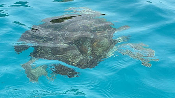 Turtle's Bay Redang Island