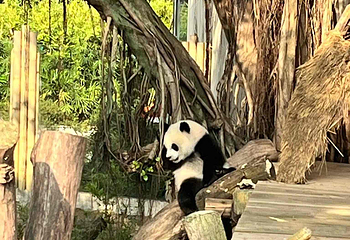 重庆动物园第 175 张图片