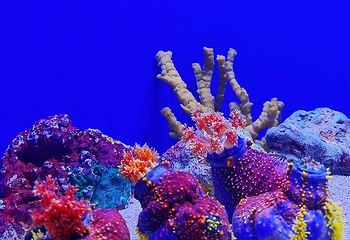 上海海洋水族馆第 48 张图片