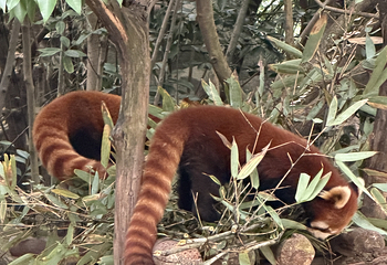 成都大熊猫繁育研究基地第 530 张图片