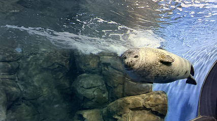 上海海洋水族馆第 121 张图片