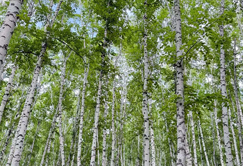 白桦林景区第 155 张图片
