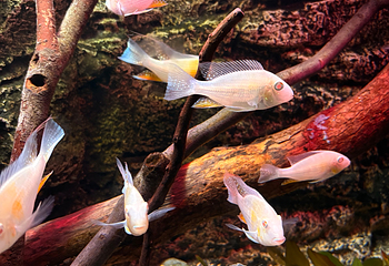 上海海洋水族馆第 171 张图片
