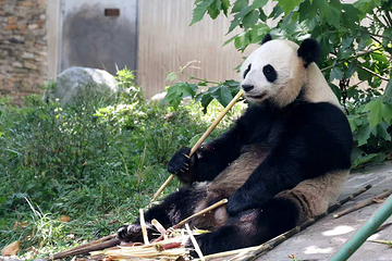 卧龙中华大熊猫苑神树坪基地第 51 张图片
