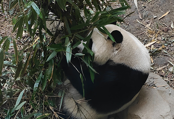 成都大熊猫繁育研究基地第 378 张图片
