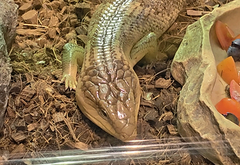 吉隆坡城中城水族馆第 76 张图片
