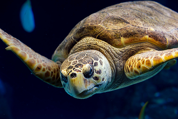 佛州水族馆第 18 张图片