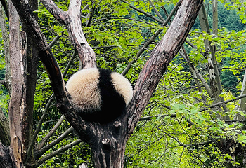 卧龙中华大熊猫苑神树坪基地第 31 张图片
