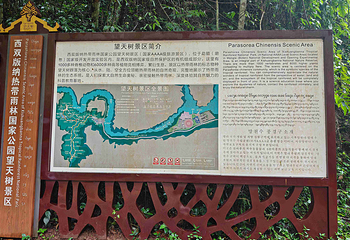 西双版纳热带雨林国家公园望天树景区第 119 张图片