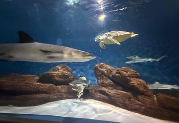 上海海洋水族馆第 158 张图片