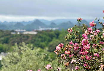 百里杜鹃风景区第 51 张图片