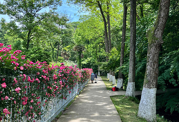 南京中山植物园第 39 张图片