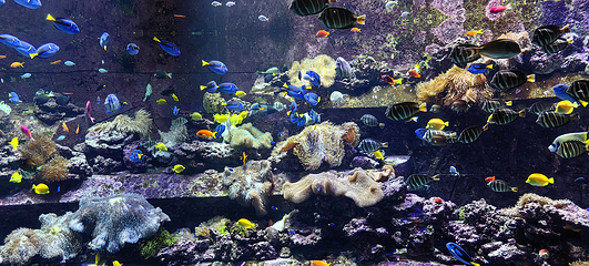 三亚亚特兰蒂斯失落的空间水族馆第 173 张图片