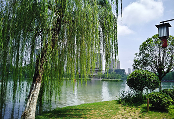 兴庆宫公园第 49 张图片