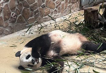 成都大熊猫繁育研究基地第 419 张图片