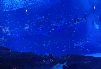 上海海昌海洋公园第 447 张图片