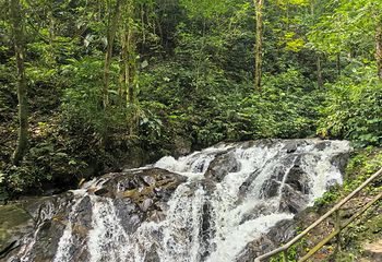 莫里热带雨林景区第 36 张图片