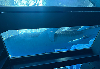 冲绳美丽海水族馆第 246 张图片