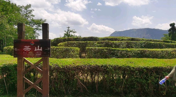 云南民族村-茶山