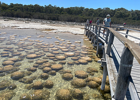 Lake Clifton Thrombolites