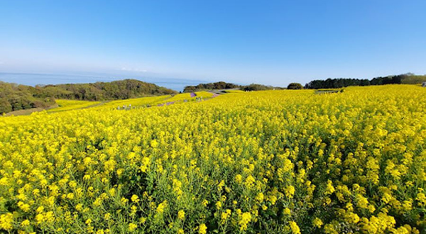 ふれあいの花園（あわじ花さじき）