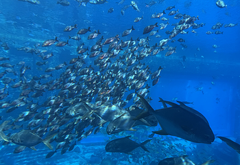 墨尔本水族馆第 36 张图片