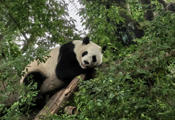 成都大熊猫繁育研究基地第 335 张图片
