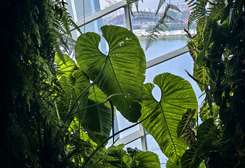 新加坡滨海湾花园第 472 张图片