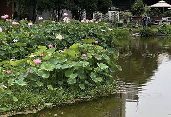 滨江公园第 129 张图片