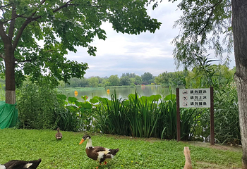 朝阳公园第 125 张图片