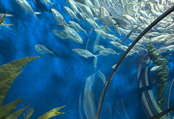 上海海洋水族馆第 129 张图片