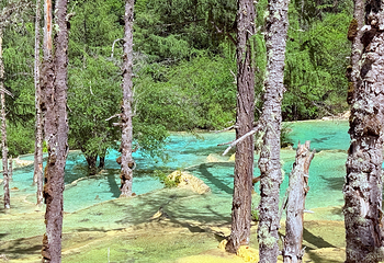 黄龙风景名胜区第 90 张图片