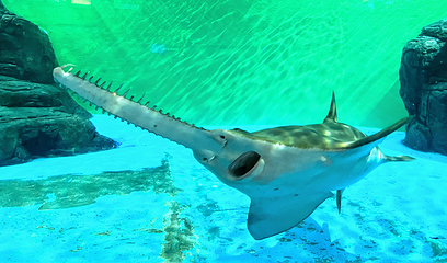 上海海洋水族馆第 68 张图片