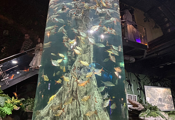 吉隆坡城中城水族馆第 95 张图片