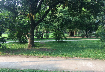 Ramna Park第 8 张图片