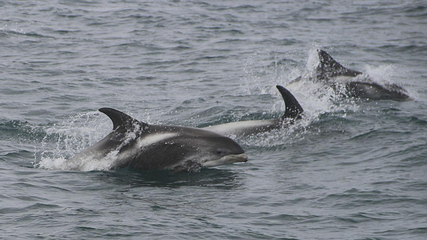 Salka Whale Watching第 9 张图片