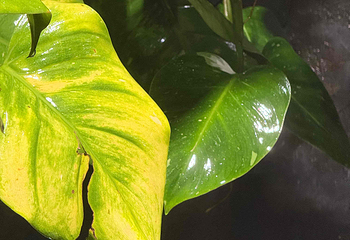 上海温室花园第 309 张图片