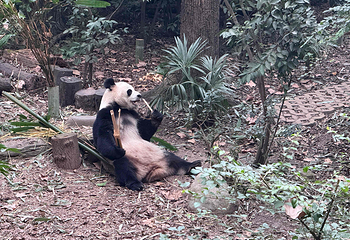 成都大熊猫繁育研究基地第 152 张图片