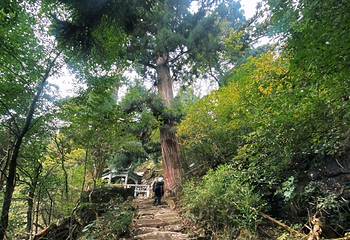 天目山自然保护区第 97 张图片