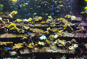 三亚亚特兰蒂斯失落的空间水族馆第 163 张图片