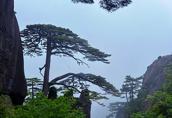 黄山风景区第 210 张图片