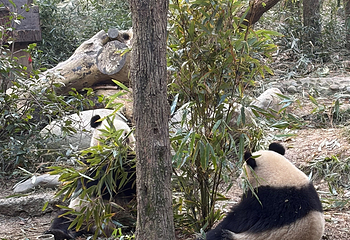 成都大熊猫繁育研究基地第 394 张图片